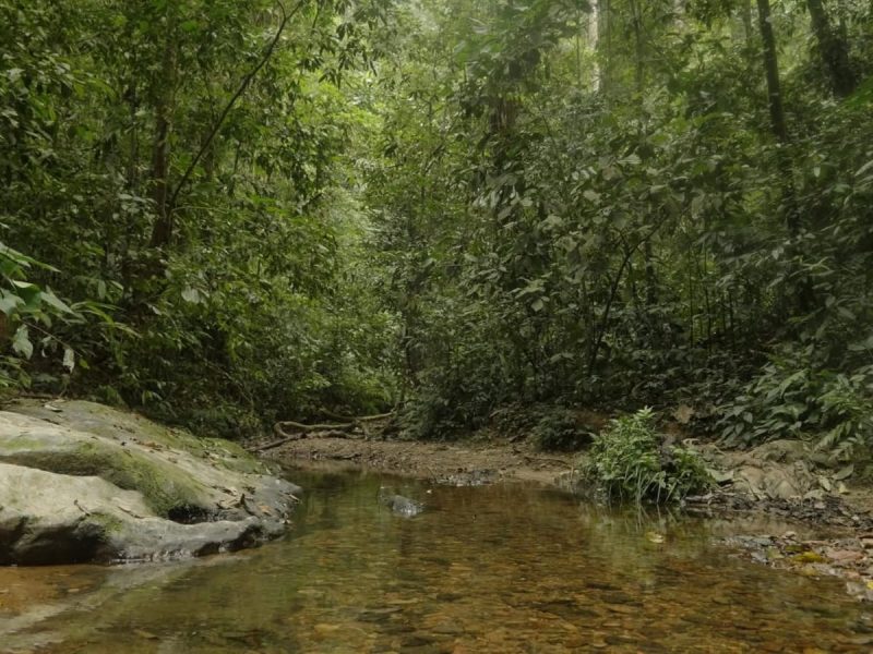 Bukit Lawang Orangutan Trek (13)