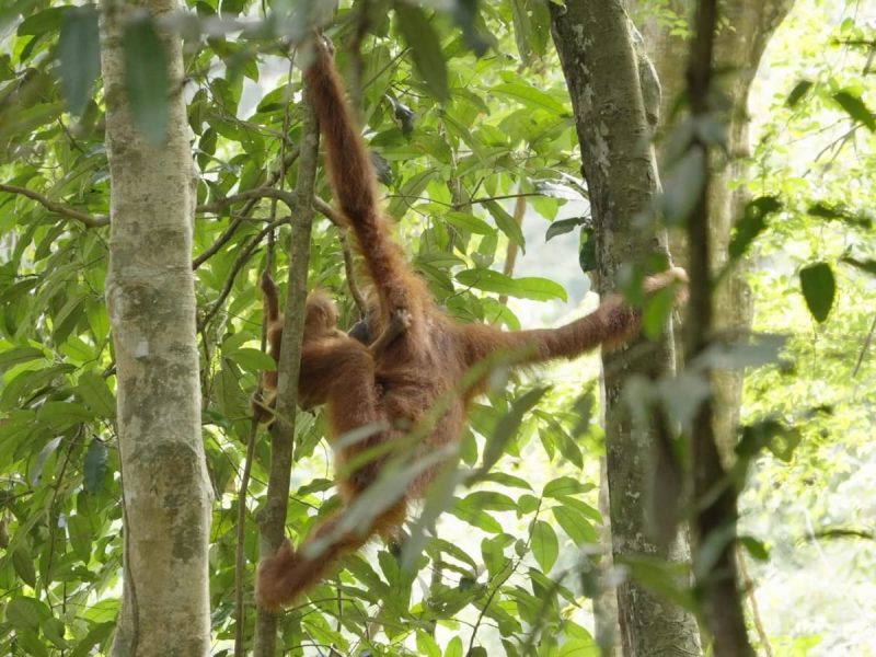Bukit Lawang Orangutan Trek (17)