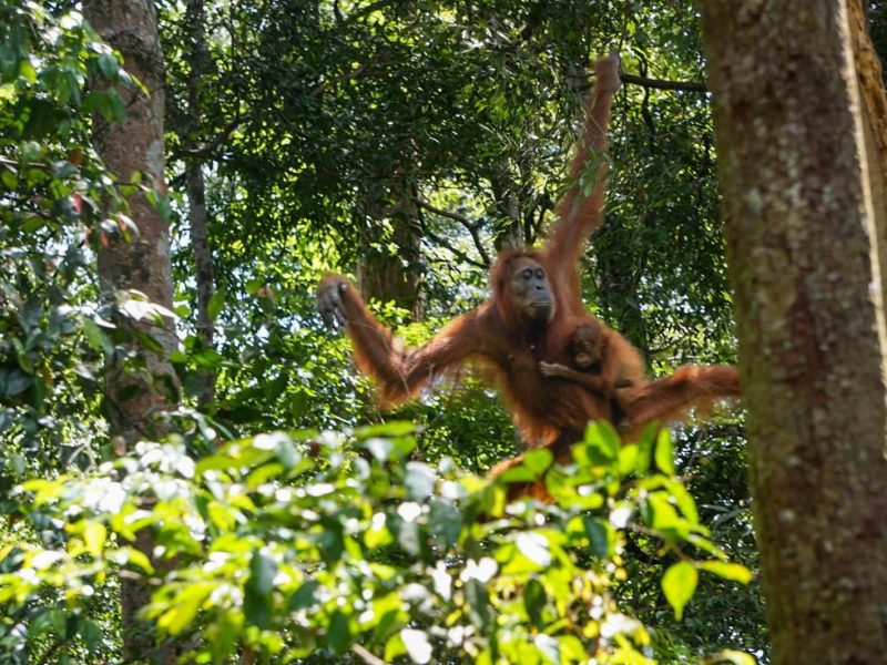 Bukit Lawang Orangutan Trek (23)