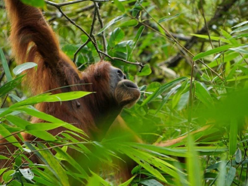 Bukit Lawang Orangutan Trek (26)