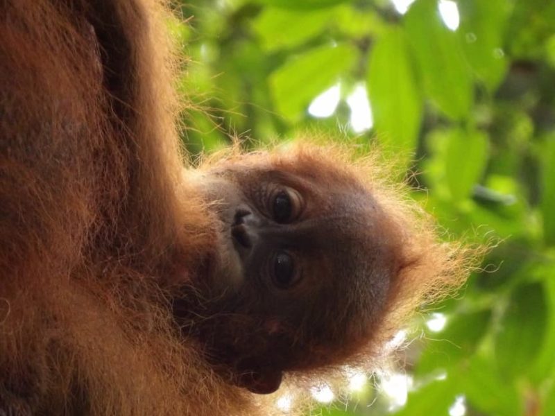 Bukit Lawang Orangutan Trek (35)
